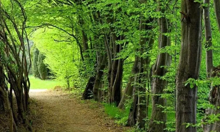 خرید ویلا نوشهر در پارک جنگلی سیسنگان