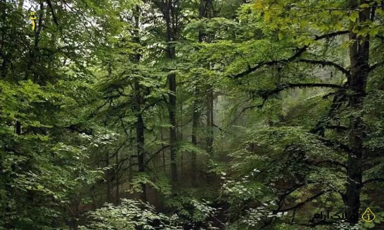 خرید زمین شمال